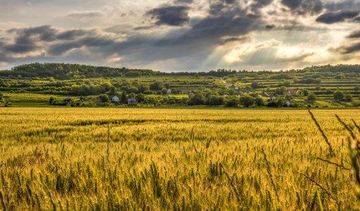 Cereal Crop In Agricultural Landscape photo
