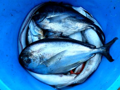 Silver And Black Fishes Inside Blue Plastic Container photo
