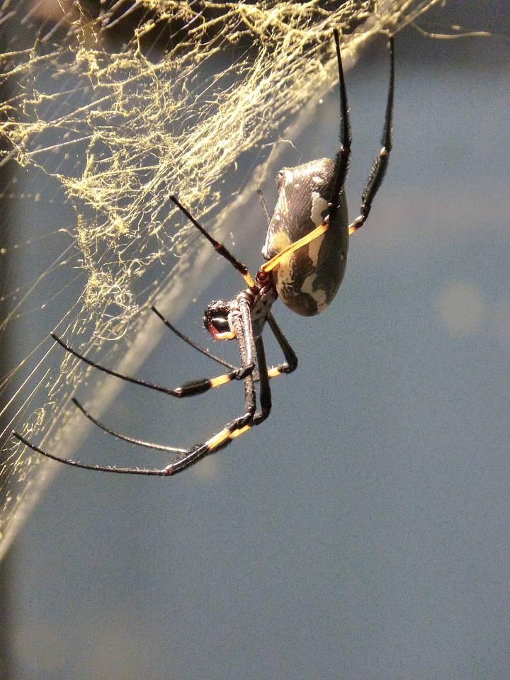 Web cobweb animal