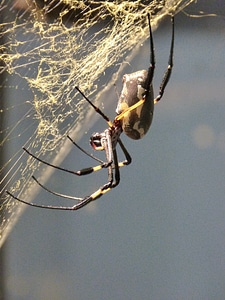Web cobweb animal