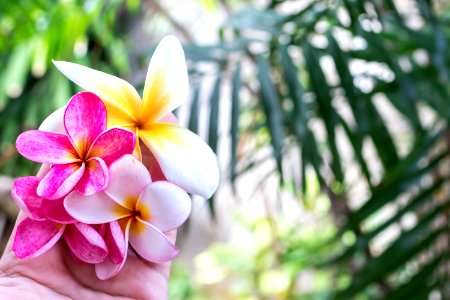 Plumeria Flowers photo