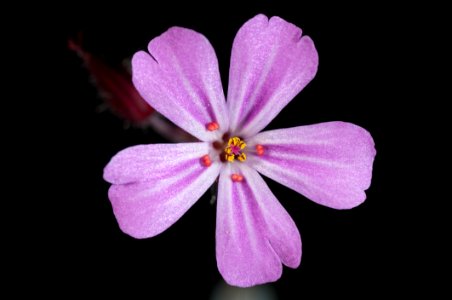 Purple 5 Petal Flower photo