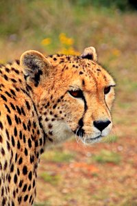Cheetah Against Blurred Background photo