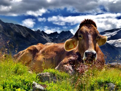 Cattle Like Mammal Mountainous Landforms Highland Mountain