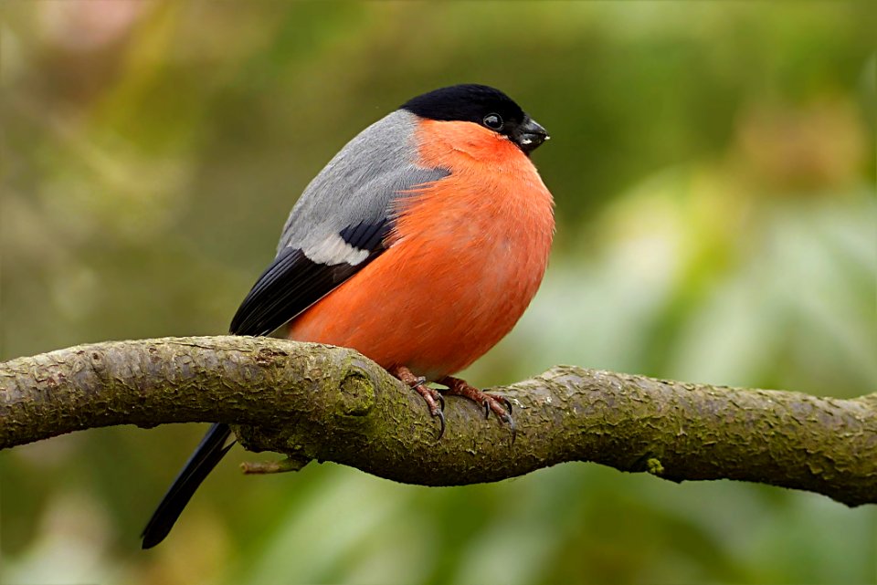 Bird Fauna Beak Old World Flycatcher