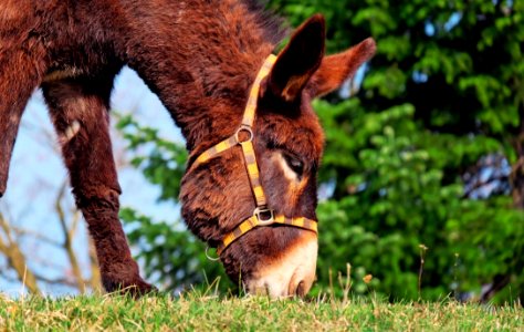 Donkey Fauna Wildlife Horse Like Mammal