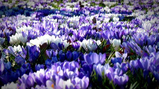 Flower Plant Crocus Flowering Plant