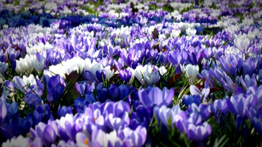 Flower Plant Crocus Flowering Plant photo