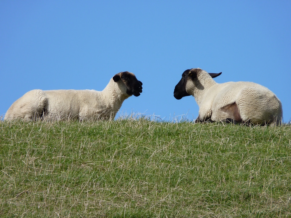 East frisia wool herd animals