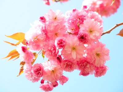 Blossom Flower Pink Cherry Blossom photo