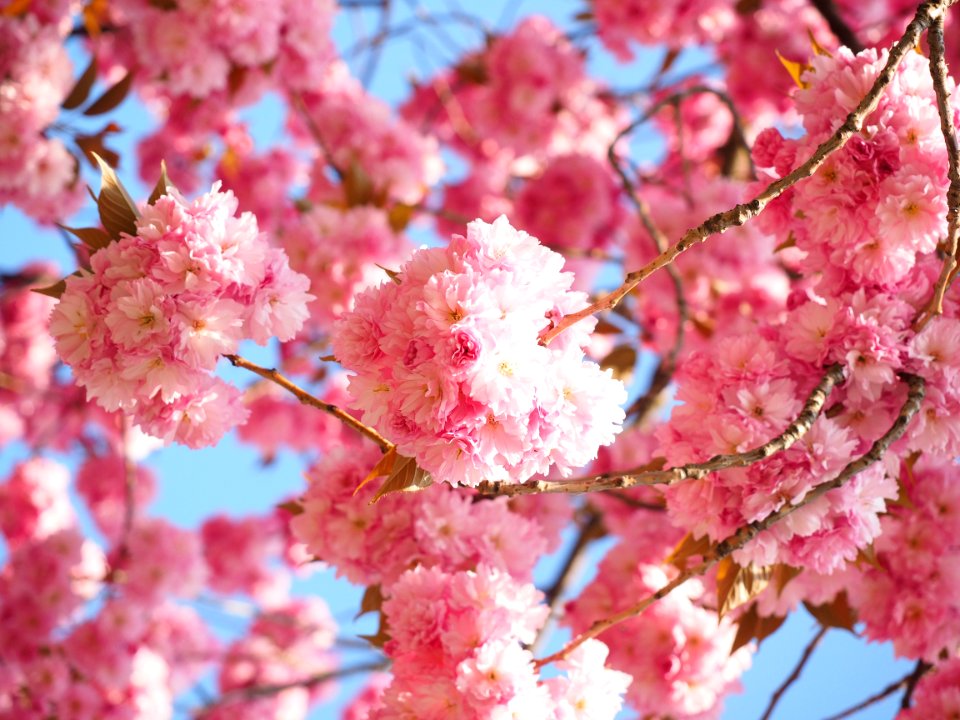 Blossom Pink Cherry Blossom Spring