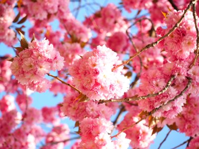 Blossom Pink Cherry Blossom Spring