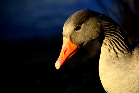 Beak Bird Water Bird Ducks Geese And Swans