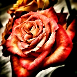 Rose Rose Family Pink Flower