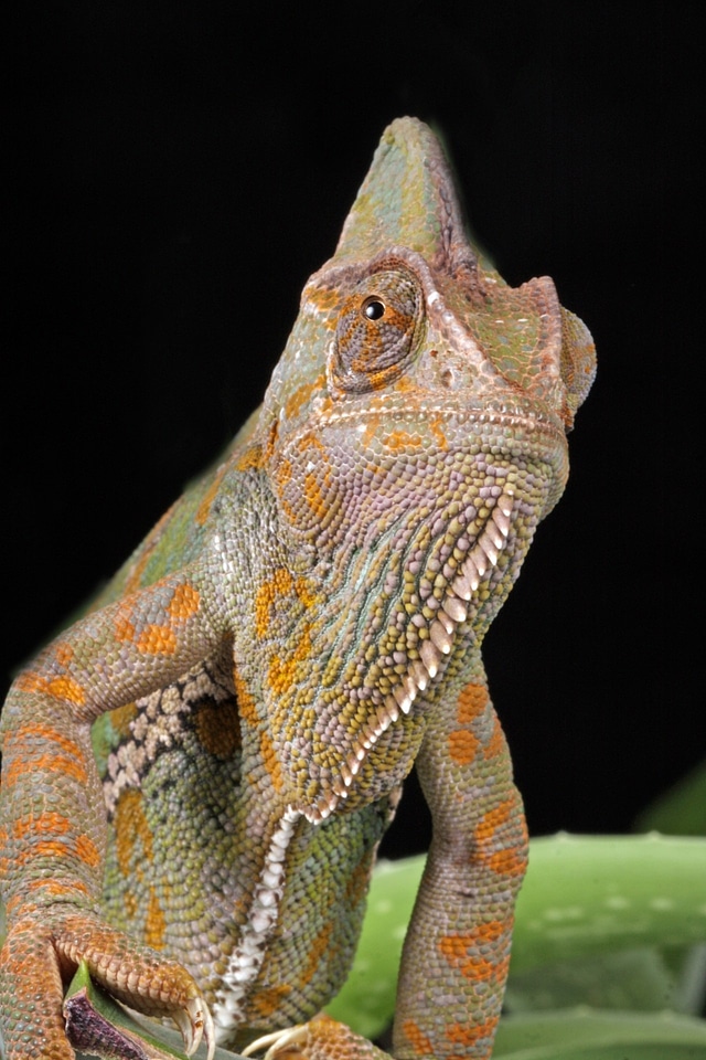 Close-up details yemen chameleon photo