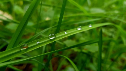 Dew Drops On Green Grass photo