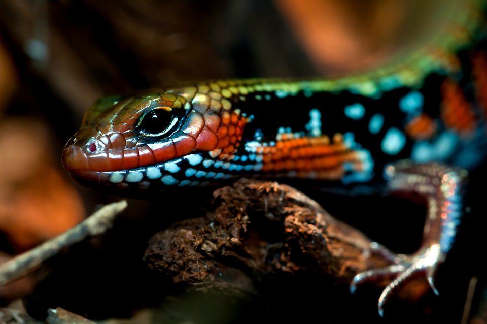 Orange Black Green Lizard