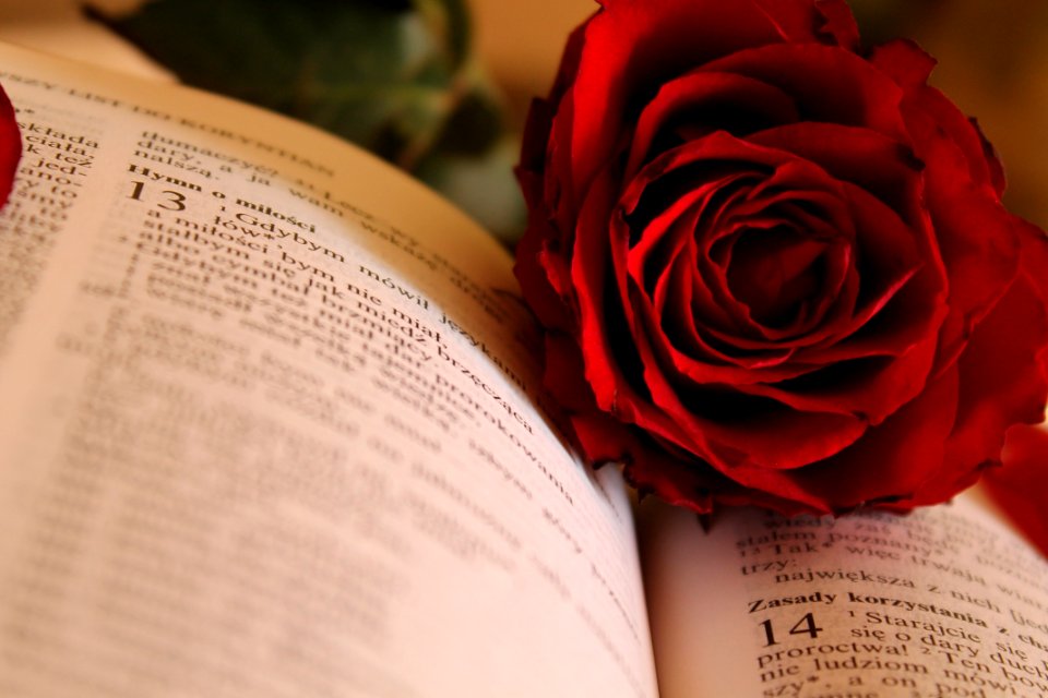 Red Rose On Open Book