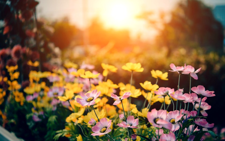 Cosmos Flowers On Meadow