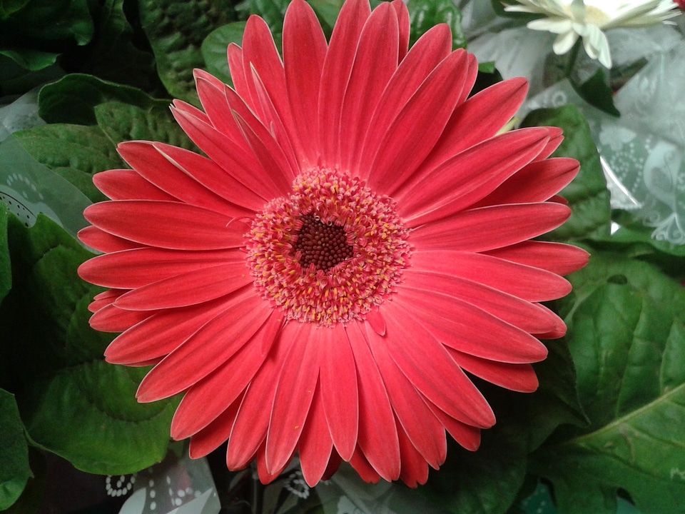 Flowers gerbera plant