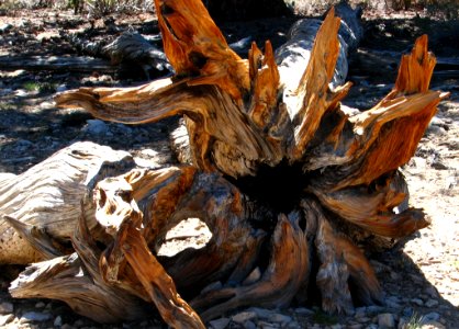 Bristlecone Pine Roots