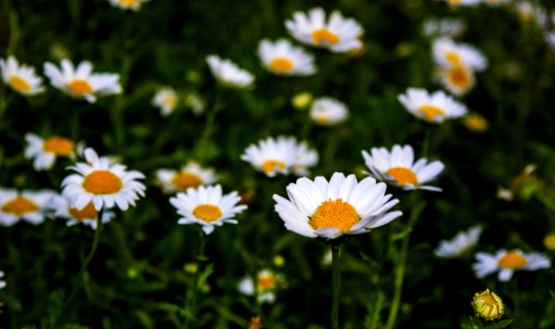 Daisy Flowers