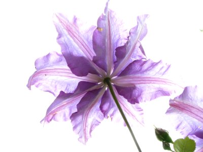 Flower Violet Purple Lilac