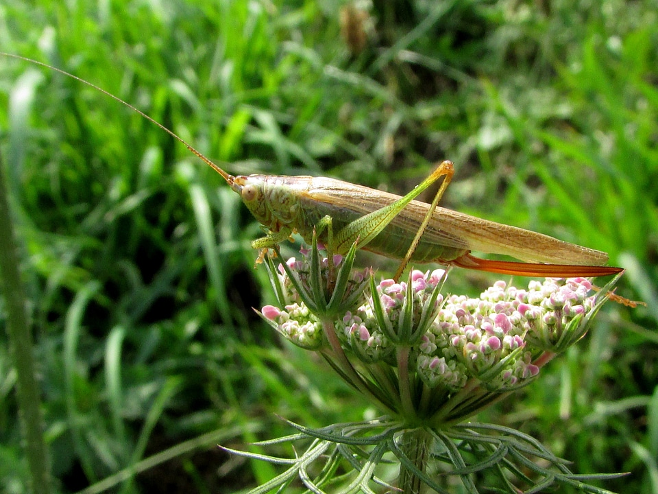 Insect animals nature