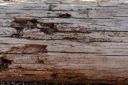 Tree Bench In Washington Park
