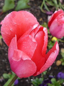 Close-up blossom floral photo
