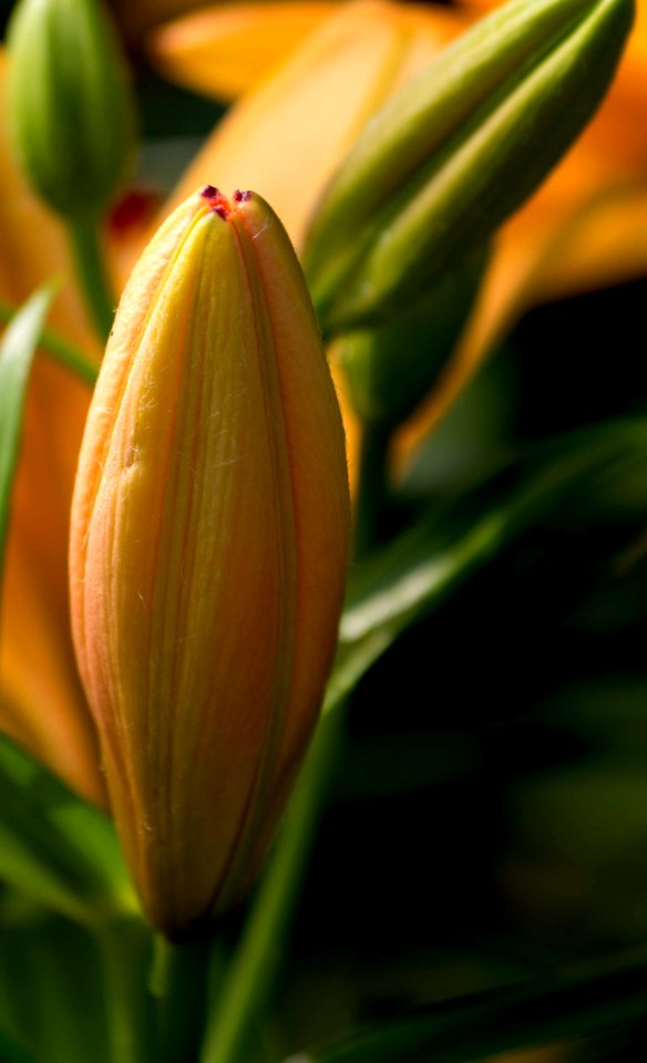 Bud Flower Flora Plant