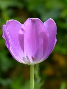 Flower Tulip Plant Purple photo