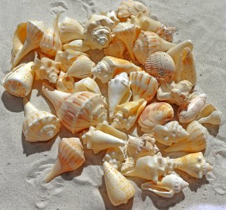 Conchology Seashell Conch Material
