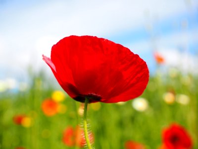 Close Up Photo Of Red Petalled Flower During Daytime