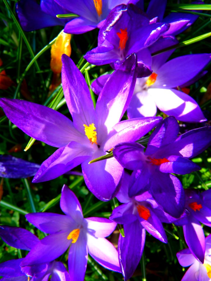 Purple Yellow Petaled Flowers