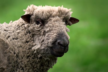 Woolly Sheep