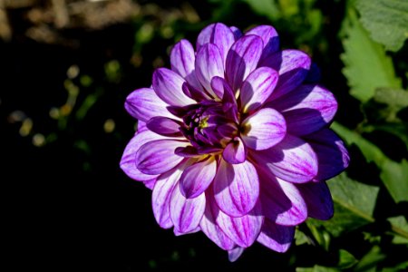 Purple Flower Shallow Focus Photography photo