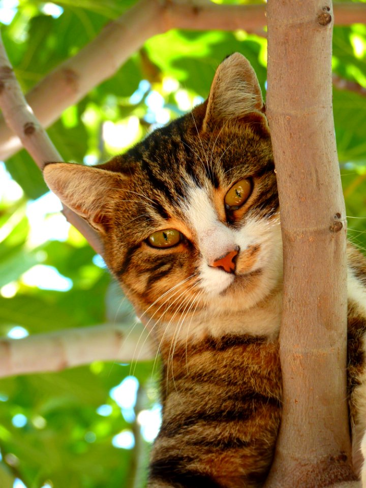 Cat On Tree Branch During Daytime Focus Photography