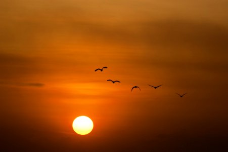 Birds Silhouette During Sunset photo