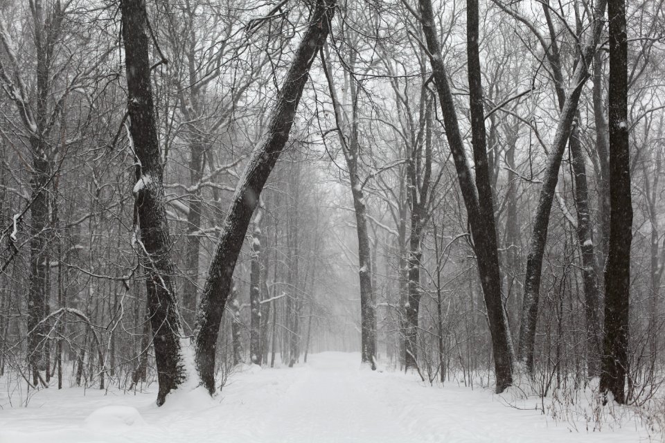 Gray Scale Photo Of Trees On Snow
