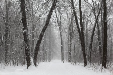 Gray Scale Photo Of Trees On Snow photo
