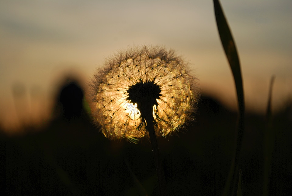 Dandelion west the sun