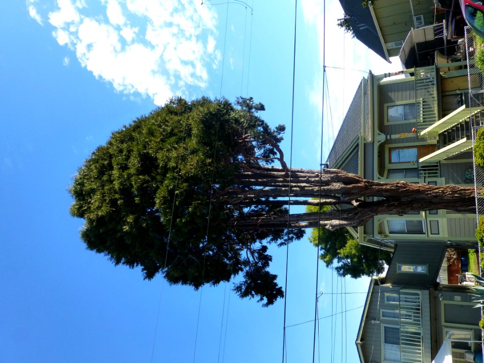 Cloud Sky Plant Daytime