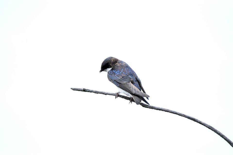 Oiseau (Hirondelle Bicolore) 193