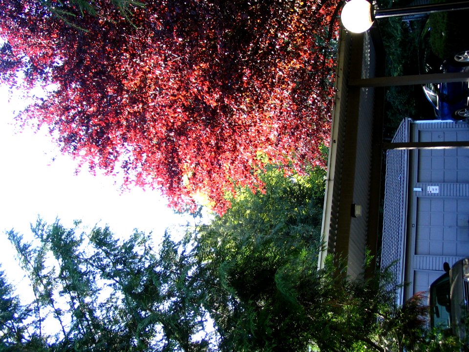 Trees Above Garages