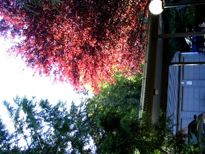 Trees Above Garages