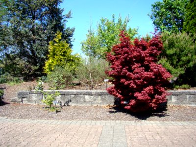 Acer Palmatum