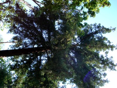 Sky Twig Trunk Terrestrial Plant