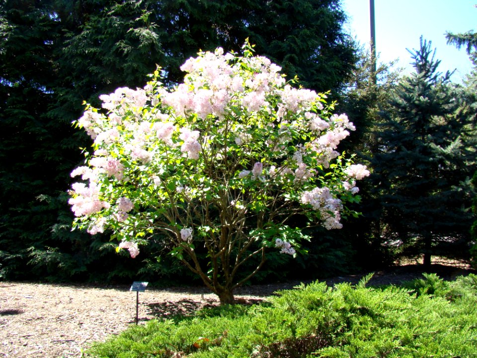 Early Flowering Lilac