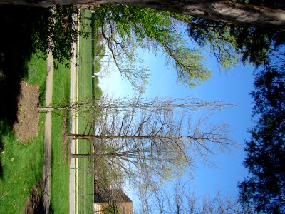 American Sweetgum photo